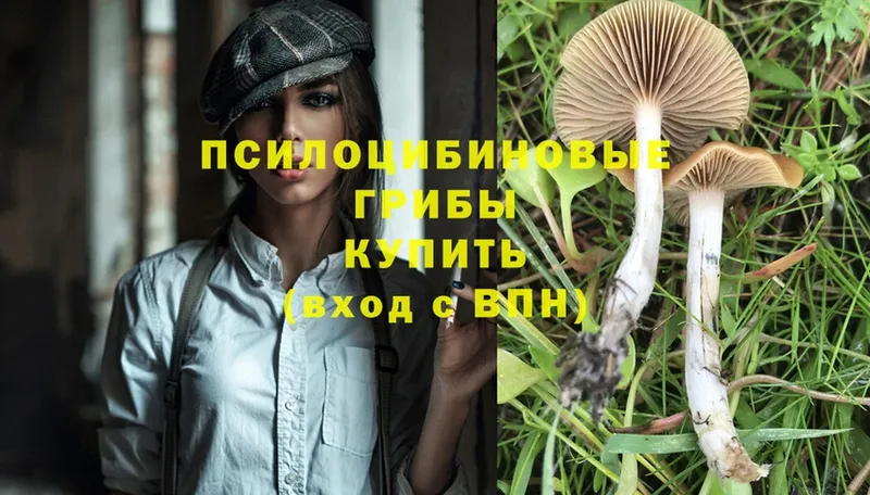 Псилоцибиновые грибы Psilocybe  гидра вход  Ардатов  закладки 